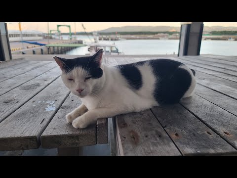 感動猫動画 のライブ配信(YouTube)