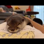 飼い主のお腹の上争奪戦に参加するカワウソと子供 A otter and child joining the battle for their owner’s belly(YouTube)
