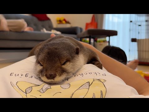 飼い主のお腹の上争奪戦に参加するカワウソと子供 A otter and child joining the battle for their owner’s belly(YouTube)