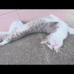 人間にモフられると体を思い切り伸ばしてくつろぐ猫(YouTube)