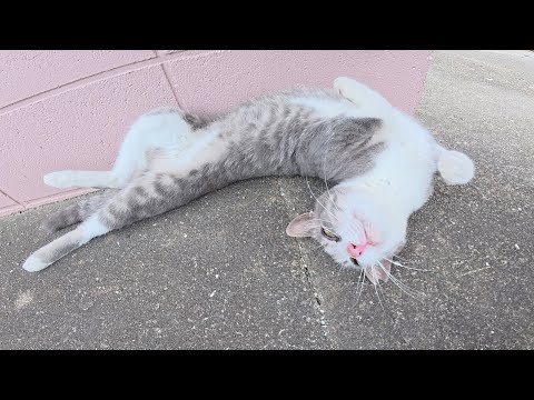 人間にモフられると体を思い切り伸ばしてくつろぐ猫(YouTube)