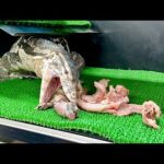 【ドキドキ】引っ越ししたオオトカゲに初めて餌をあげてみたら…予想外の反応が！(YouTube)