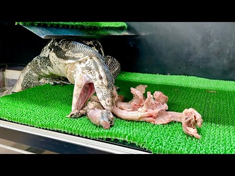 【ドキドキ】引っ越ししたオオトカゲに初めて餌をあげてみたら…予想外の反応が！(YouTube)