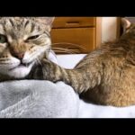 【猫と過ごす夜のひと時】飼い主の遊び心に言いたげな目で訴える猫が可愛すぎました(YouTube)