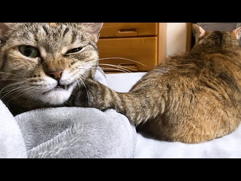 【猫と過ごす夜のひと時】飼い主の遊び心に言いたげな目で訴える猫が可愛すぎました(YouTube)