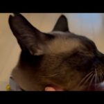 島も新しいおウチも夕ご飯 そして蒲田組　2025.09.29(YouTube)