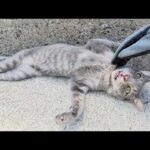 凶暴な灰色猫ちゃんをモフろうとしたら容赦なく攻撃してきた(YouTube)