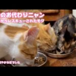 大人のお代わりニャン  調子いいね  泥の中からレスキューされたモグ  巣立ちまで14日   2025 09 13 2(YouTube)