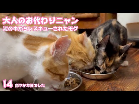 大人のお代わりニャン  調子いいね  泥の中からレスキューされたモグ  巣立ちまで14日   2025 09 13 2(YouTube)