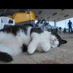 漁港に現れたマスク猫がかわいすぎた(YouTube)