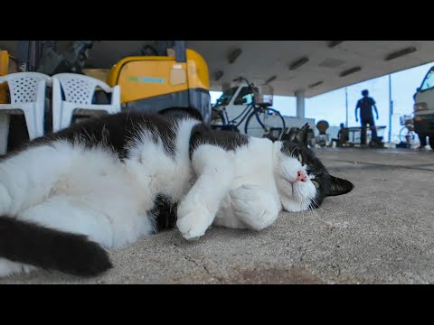 漁港に現れたマスク猫がかわいすぎた(YouTube)