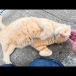 路地裏でキジトラ猫にイジメられていた茶トラ猫がお腹を見せて甘えてきた(YouTube)