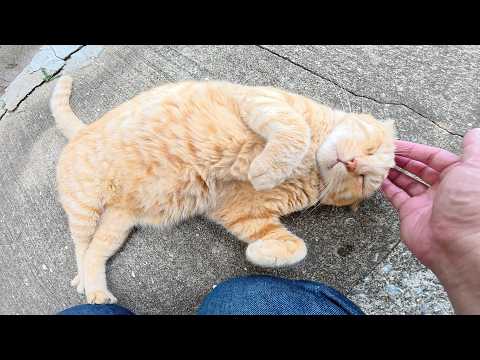 路地裏でキジトラ猫にイジメられていた茶トラ猫がお腹を見せて甘えてきた(YouTube)