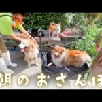 PAW出勤前のワンちゃんたちのお散歩の様子をお届けします。(YouTube)