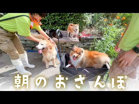 PAW出勤前のワンちゃんたちのお散歩の様子をお届けします。(YouTube)