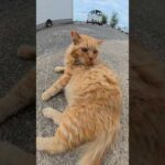 喉を鳴らすのにナデナデは拒否する猫 #猫 #ねこ #cat(YouTube)