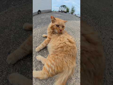 喉を鳴らすのにナデナデは拒否する猫 #猫 #ねこ #cat(YouTube)