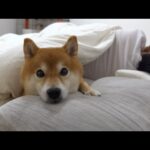我が家の柴犬、夜のルーティンが独特すぎる。(YouTube)