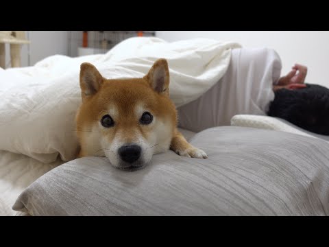 我が家の柴犬、夜のルーティンが独特すぎる。(YouTube)