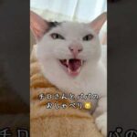 チロさんとパパのおしゃべり！ #shorts(YouTube)