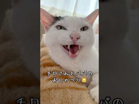 チロさんとパパのおしゃべり！ #shorts(YouTube)