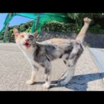 可愛い声で話し掛けてくる三毛猫ちゃんと海辺の坂道を散歩する(YouTube)