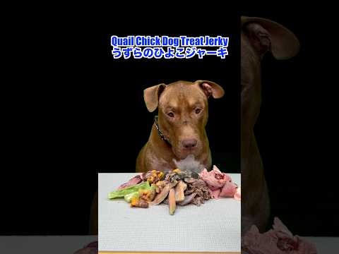 大人しくごはんを待つピットブルがかわいいすぎる(YouTube)