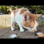 【週刊感動猫動画】今週撮った未公開猫動画まとめて公開-unreleased video of this week-2025/9/1w(YouTube)