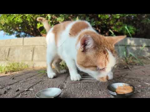 【週刊感動猫動画】今週撮った未公開猫動画まとめて公開-unreleased video of this week-2025/9/1w(YouTube)