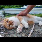 漁港で出会った猫、ゴロゴロ甘えモード全開で癒やされた🐱💖(YouTube)