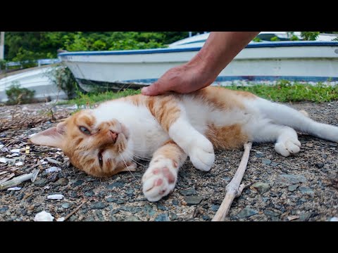 漁港で出会った猫、ゴロゴロ甘えモード全開で癒やされた🐱💖(YouTube)