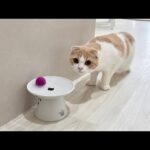 ボールを間違って飲み水に落としたら遊んでた猫がこうなっちゃいました…(YouTube)