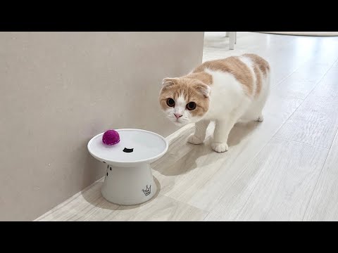 ボールを間違って飲み水に落としたら遊んでた猫がこうなっちゃいました…(YouTube)