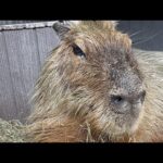 カピバラcapybara(YouTube)