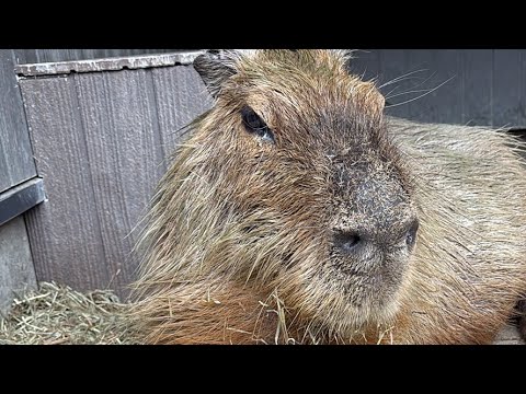 カピバラcapybara(YouTube)