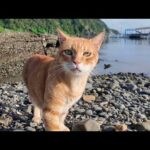 海岸をパトロール中の猫ちゃん、お宝発見!?(YouTube)