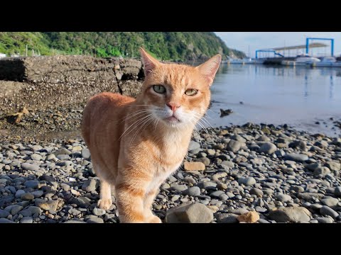 海岸をパトロール中の猫ちゃん、お宝発見!?(YouTube)