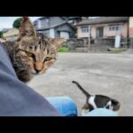 猫島の岸壁に座ったら…どんどん猫が集まってきて夢のような時間に🐾(YouTube)
