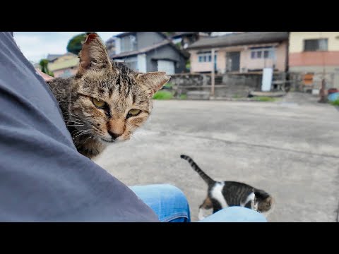 猫島の岸壁に座ったら…どんどん猫が集まってきて夢のような時間に🐾(YouTube)
