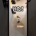 かくれんぼ大好きなトロしゃん！ #shorts(YouTube)