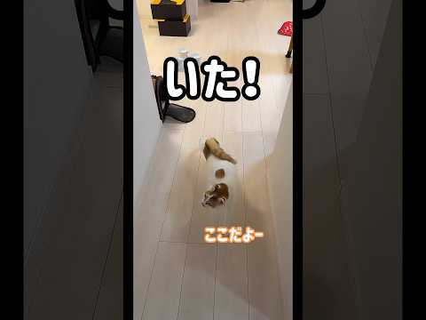 かくれんぼ大好きなトロしゃん！ #shorts(YouTube)
