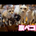 腹ペコ団参上   2025 09 15 1(YouTube)