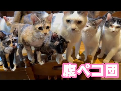 腹ペコ団参上   2025 09 15 1(YouTube)