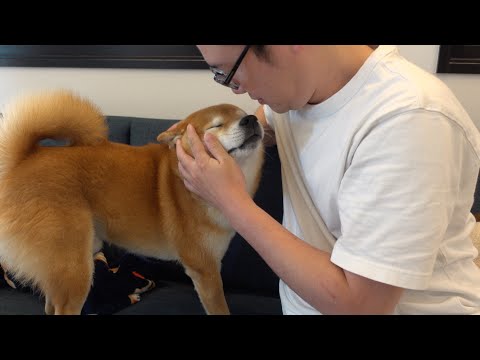 飼い主がトイレに行く度に大慌てになる柴犬！そこには優しい理由が隠されてました。(YouTube)
