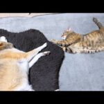暴れん坊の黒猫くんを心配する柴犬の近くで動じず寄り添う猫がおもしろ可愛い(笑)(YouTube)