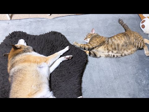 暴れん坊の黒猫くんを心配する柴犬の近くで動じず寄り添う猫がおもしろ可愛い(笑)(YouTube)