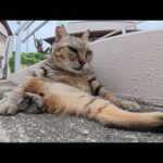 片脚を失った猫ちゃんが一生懸命歩いてモフられに来てくれた(YouTube)