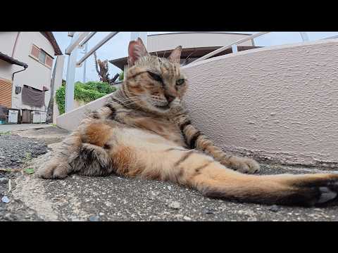 片脚を失った猫ちゃんが一生懸命歩いてモフられに来てくれた(YouTube)