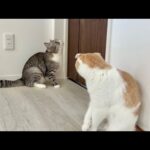 部屋に入れてもらえないとドアの前で永遠に鳴き続ける猫たちに困ってます…(YouTube)