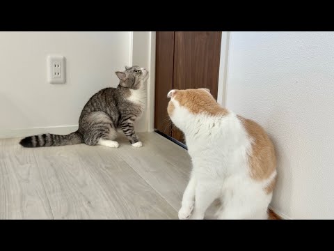部屋に入れてもらえないとドアの前で永遠に鳴き続ける猫たちに困ってます…(YouTube)